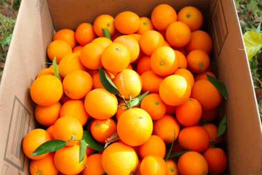In this life, a box full of oranges awaits.