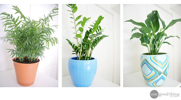 House plants