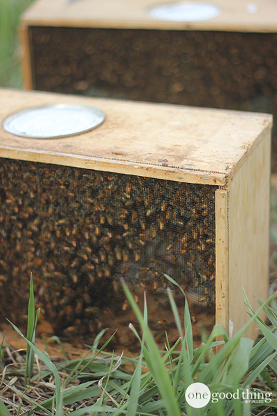 Beekeeping