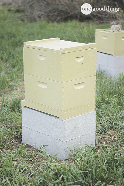 Beekeeping
