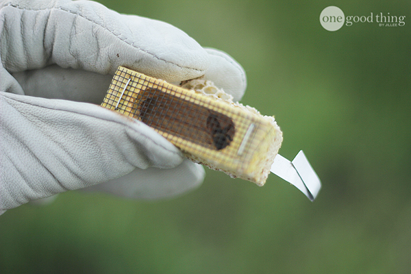 Beekeeping