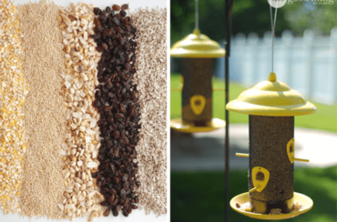 How to Make Your Own Bird Seed