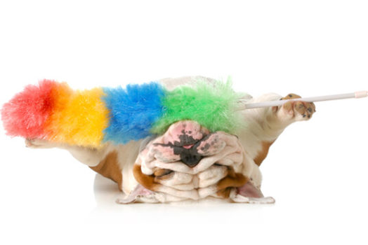 pet hair problems