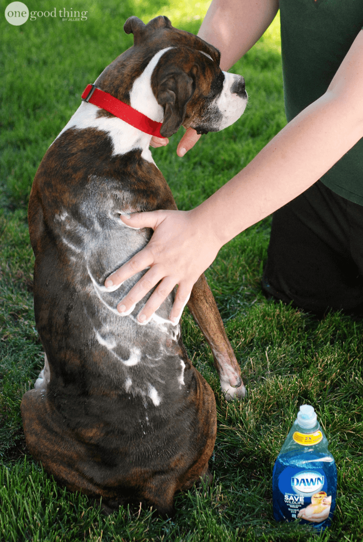 Killing Fleas with blue dawn dish soap man washing a dog with blue dawn dish soap