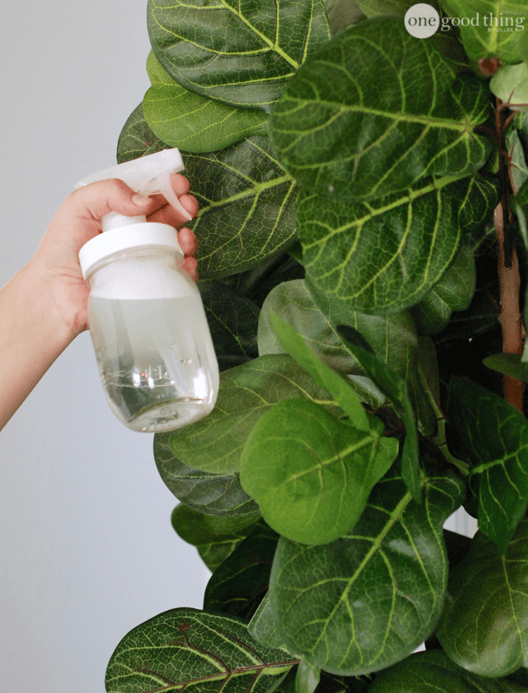 Repelling Pests From Plants with blue dawn dish soap spray bottle spraying a fiddle leaf fig tree with watered down blue dawn dish soap