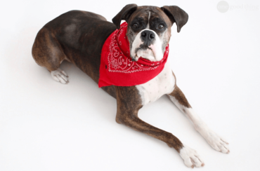 Homemade Dog Flea Collar