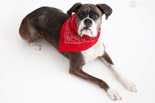 Homemade Dog Flea Collar