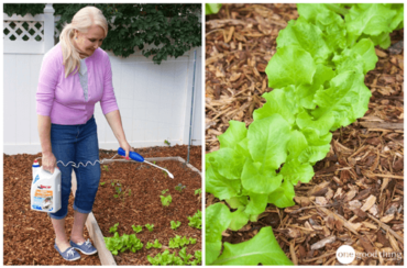 The Best Things To Grow For Your Money