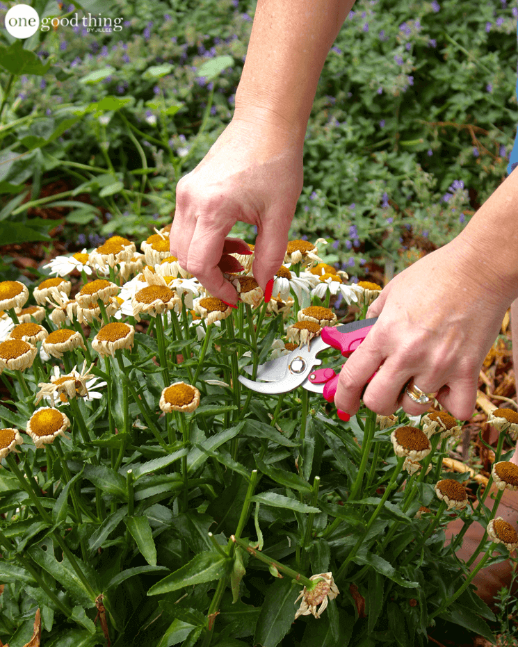 Late Summer Gardening