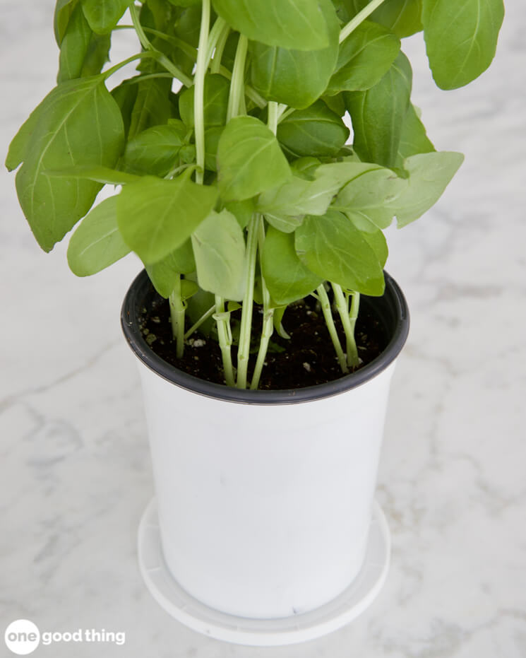 Repurposed Plastic Containers