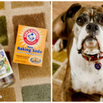 Pet Stain Remedy