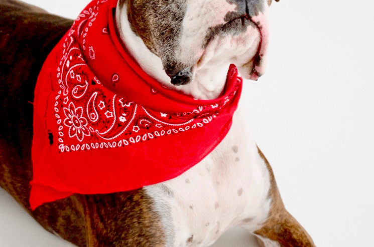 Things To Buy on eBay Pet medications are a super buy on eBay.