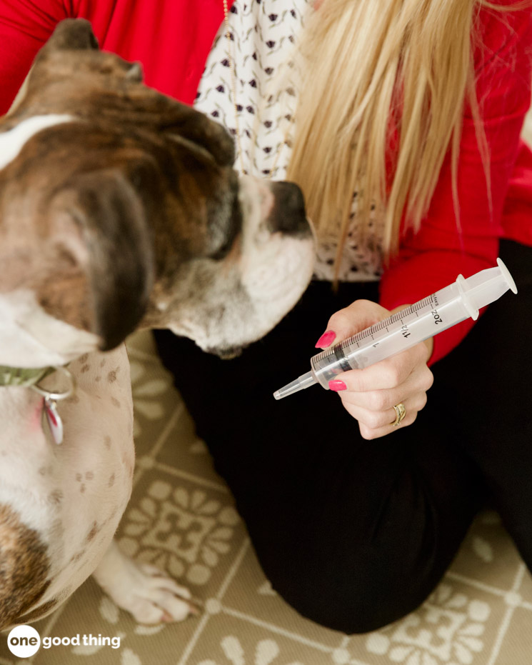 How To Induce Vomiting In Your Dog