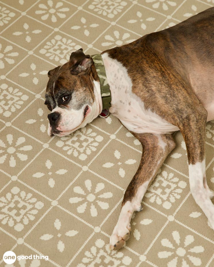 How To Induce Vomiting In Your Dog