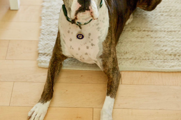 wood floors