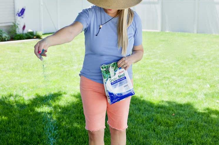 Problems That Can Ruin Your Lawn