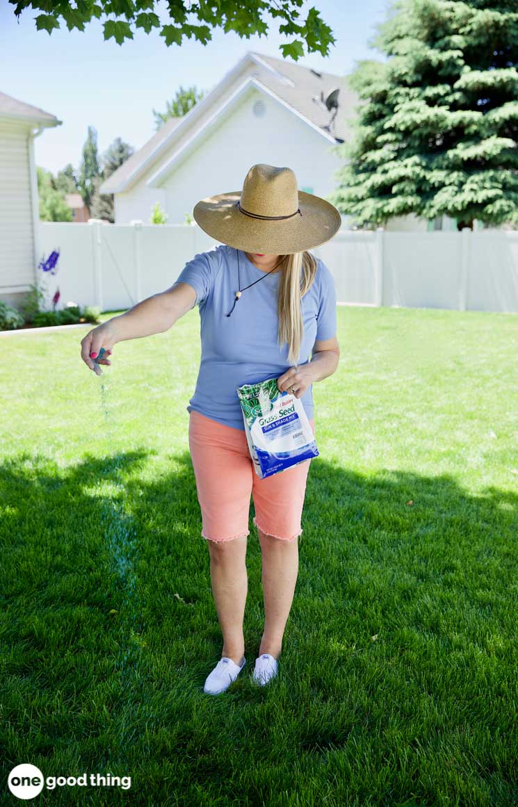 Problems That Can Ruin Your Lawn