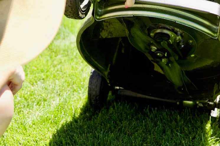 Problems That Can Ruin Your Lawn