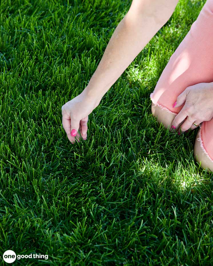 Problems That Can Ruin Your Lawn