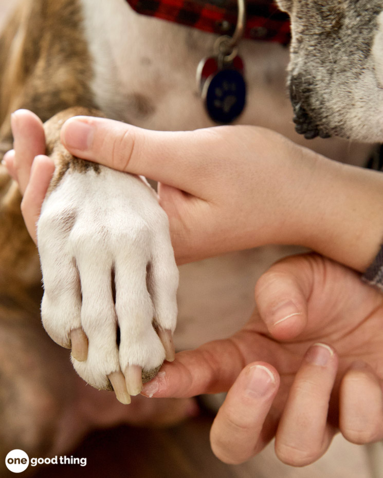 Practical Uses For Vaseline - dabbing Vaseline on a dog's paw pads