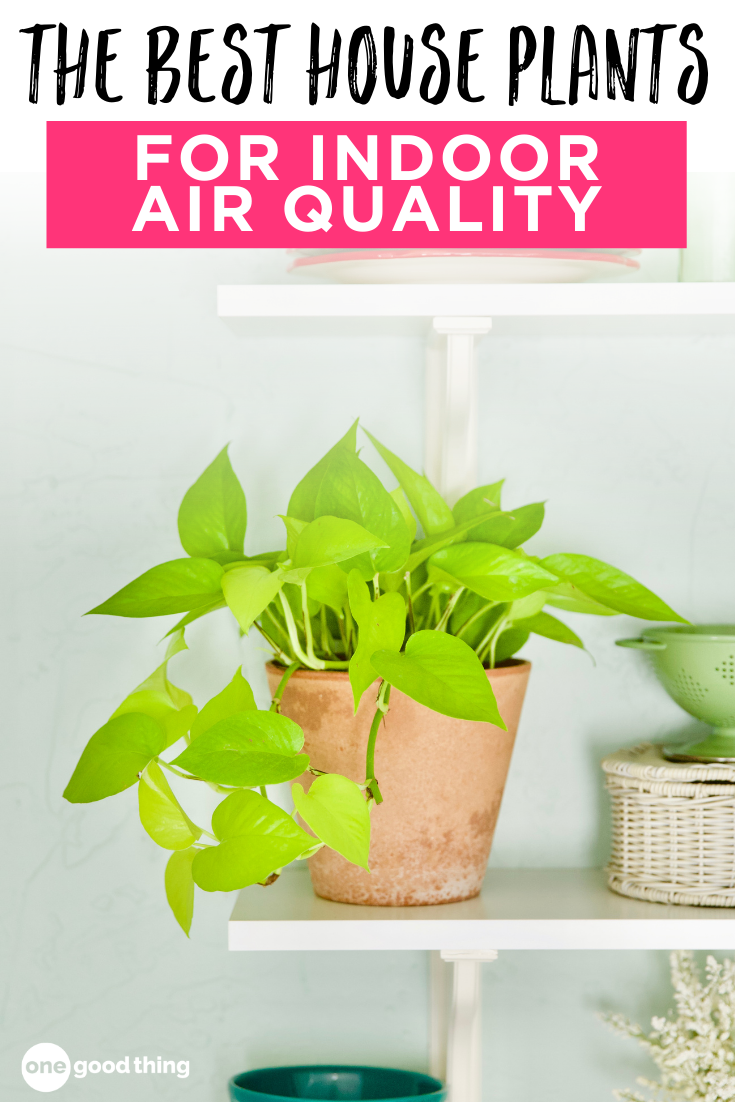 The 12 Best House Plants For Indoor Air Quality