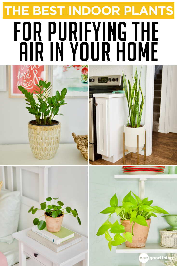 The 12 Best House Plants For Indoor Air Quality
