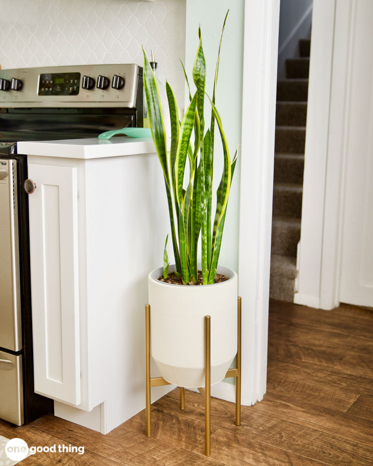 house plants