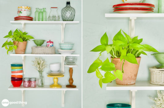 house plants
