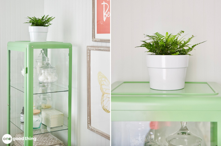 house plants