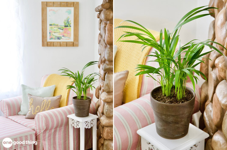 house plants