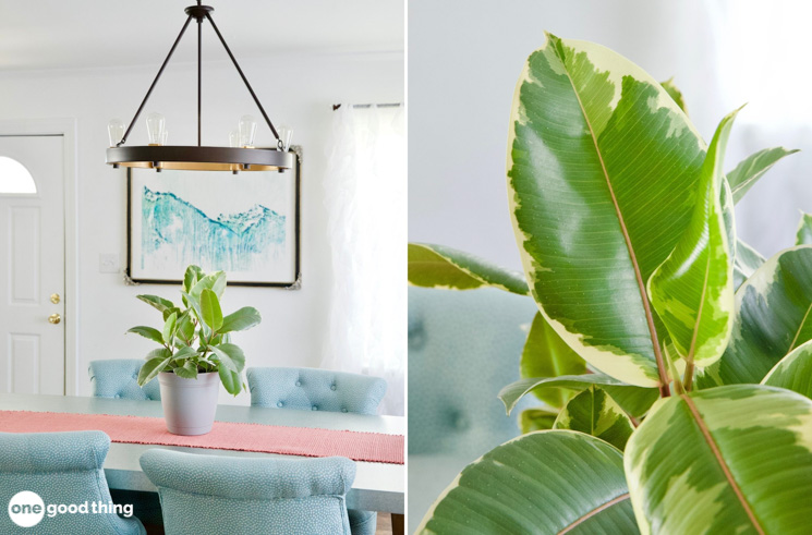 house plants