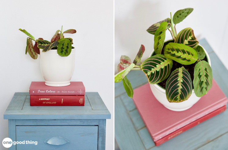 house plants