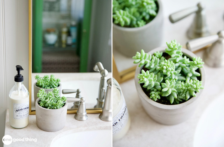 house plants