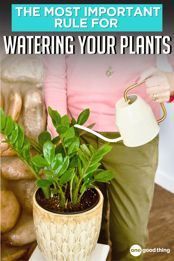 Here's Why You Should Be Watering Your Plants In The Morning