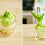 Photos showing how to grow romaine lettuce from scraps by placing the root end in water