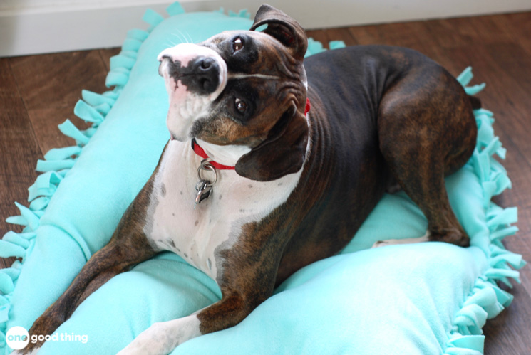 dog laying down on a blue bed