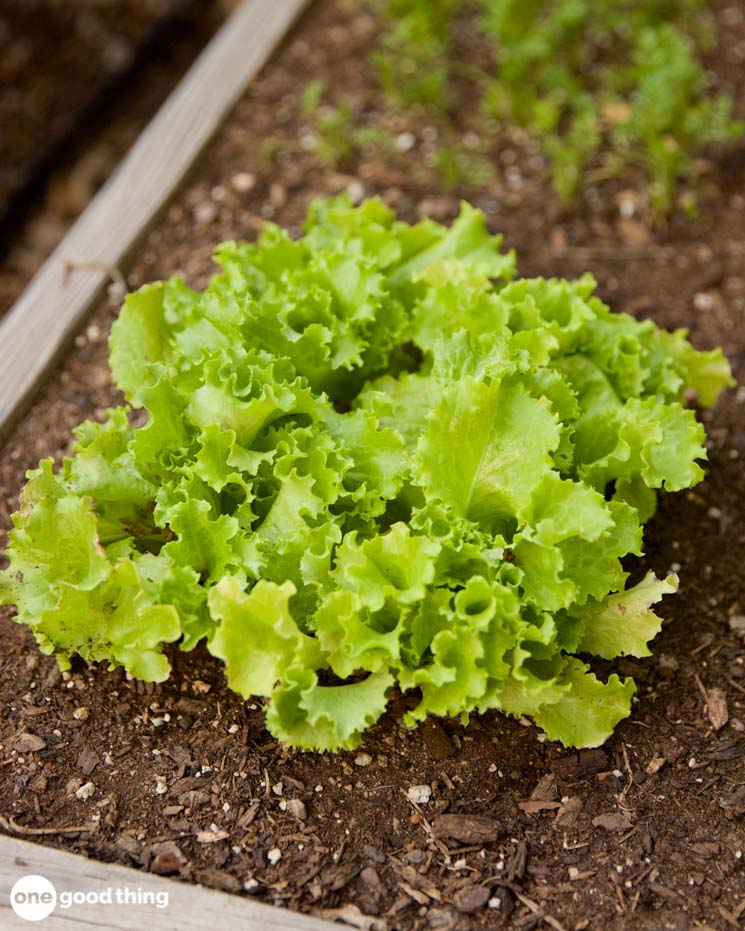 curly lettuce growing in garden