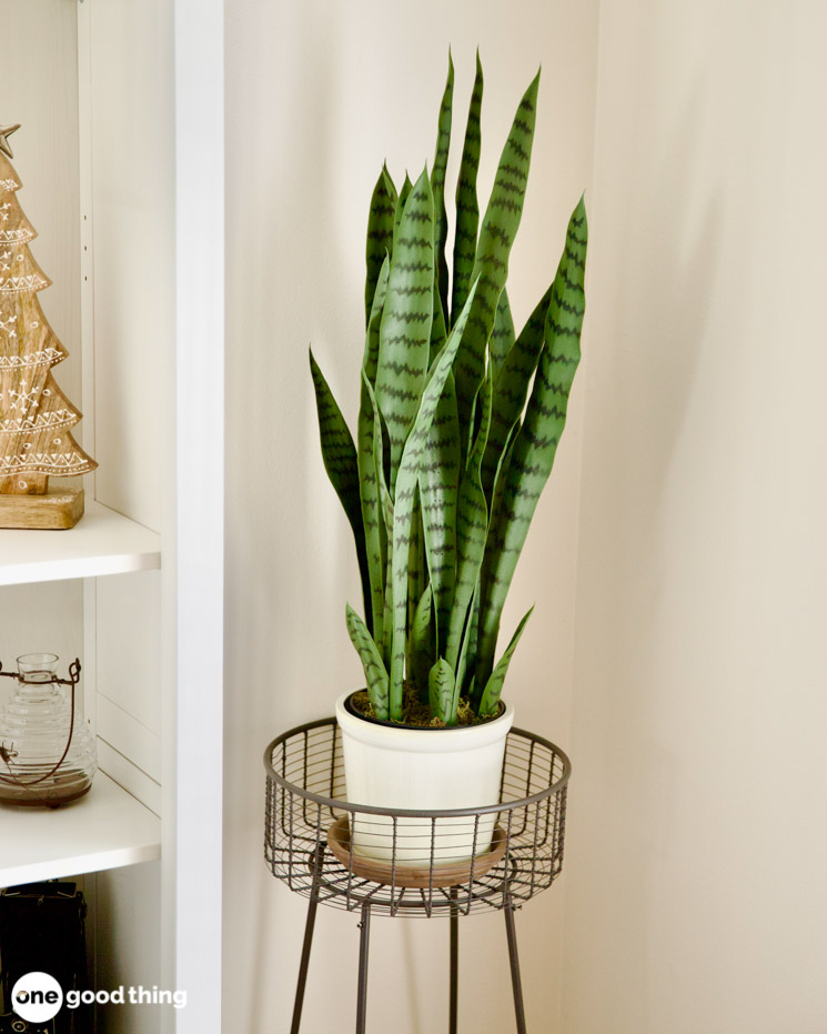 There are several varieties of snake plants -- this one has gorgeous dark green stripes on its long leaves.