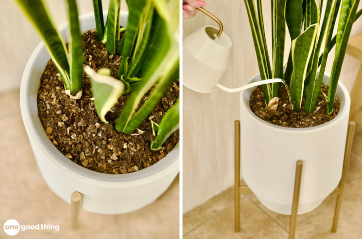 Snake plants thrive when they are almost ignored. They don't need water often and they can live in the same pot for up to ten years.