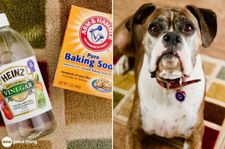 One easy way to remove pet stains on carpet is with white vinegar and baking soda.